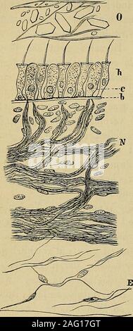 . Lehrbuch der Gewebelehre vorzugsweiser ; mit Berücksichtigung des menschlichen Körpers. tiefergelegenen Nervenbündel durch die bei-gegensei Paseraustausch anastomosiren lösensich tigen, von den oberflächlicheren,zahlreiche vereinzelte Fasern, Ab nach ein-wärts biegen und um gelangen, nachdem sie haben und marklosgeworden dieGlashaut durchbrochen sind, die die Elemente. desNeuroepithels Un unterscheidetman zweierlei diesem, in einer einfachen Schichte alternirend gelagerte,Zellen, von welchendie Hörzellen als einen, die anderen (Isolationszellen alsindifferente Zellen, Hasse)ist nous Banque D'Images