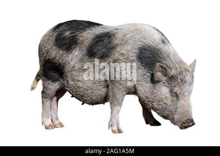 Jeunes vietnamiens pot-bellied pig / Lon cochon I, en voie de disparition de la race traditionnelle vietnamienne porc domestique miniature contre fond blanc Banque D'Images