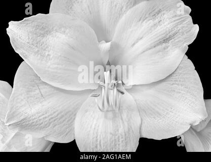 Amaryllis blanc luxuriant blossom centre high key macro sur fond noir avec texture détaillée Banque D'Images