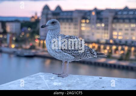 Mouette à Port au théâtre de l'Opéra à partir de la rambarde sur un toit plat au crépuscule, crépuscule nuageux tourné sous la lumière d'été lumineux à Oslo, Norvège Banque D'Images