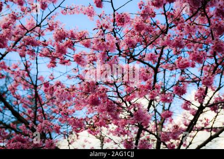 Japon : de magnifiques fleurs de cerisiers en fleurs (Sakura) tree Banque D'Images