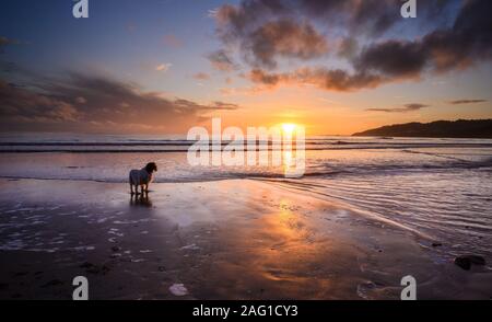 Charmouth, Dorset, UK. 17 décembre 2019. Météo France : un chien bénéficie d'une promenade du soir sur la plage au coucher du soleil. De belles couleurs dans le ciel au coucher du soleil se reflètent dans le sable humide à marée basse alors que le soleil se couche sur l'horizon près de Charmouth à la fin d'une journée d'hiver. Credit : Celia McMahon/Alamy Live News. Banque D'Images