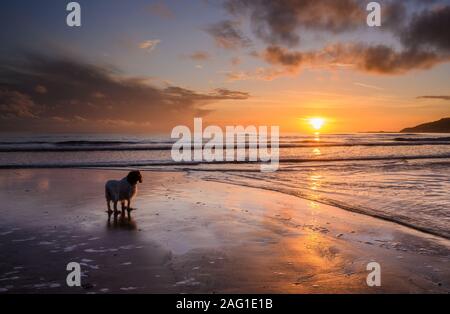 Charmouth, Dorset, UK. 17 décembre 2019. Météo France : un chien bénéficie d'une promenade du soir sur la plage au coucher du soleil. De belles couleurs dans le ciel au coucher du soleil se reflètent dans le sable humide à marée basse alors que le soleil se couche sur l'horizon près de Charmouth à la fin d'une journée d'hiver. Credit : Celia McMahon/Alamy Live News. Banque D'Images