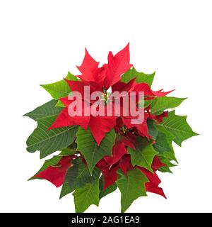 Poinsettia isolés contre fond blanc Banque D'Images
