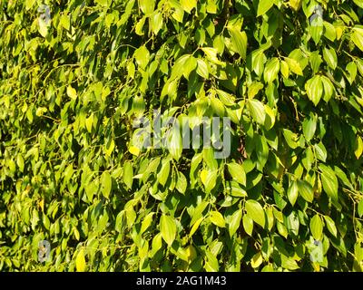 Pepper vignes en soleil dans la province de Kampot, au Cambodge Banque D'Images