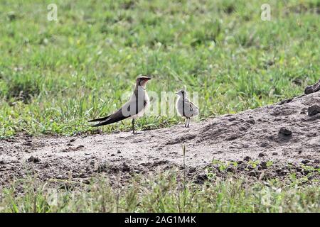 Glaréole à collier (Glareola pratincola) special des profils avec chick Parc national Queen Elizabeth, l'Ouganda Novembre Banque D'Images