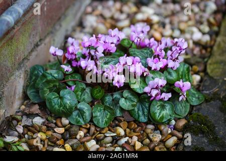 Une rose/violet Cyclamen plante, une plante vivace tubéreuse, grandissant dans une bordure de gravier à l'extérieur, England, UK Banque D'Images