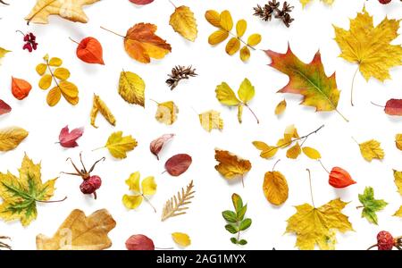 Arrière-plan coloré et lumineux des feuilles mortes sur le blanc comme un modèle transparent Banque D'Images