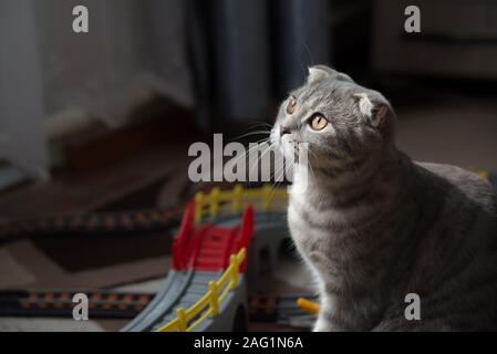 Close-up portrait of a gray Scottish Fold chat dans le rétro-éclairage dans le contexte des jouets dans la chambre des enfants Banque D'Images