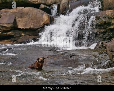Un chien cools off dans les chutes d'eau par une chaude journée ensoleillée à Tatai Falls dans la province de Koh kong au Cambodge Banque D'Images