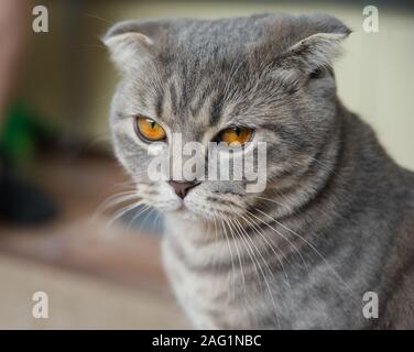 Close-up portrait of a sad gray Scottish Fold chat avec les yeux jaune Banque D'Images