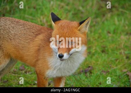 Une superbe jeune mâle Red Fox à Pitseas Wat Tyler Country Park Essex Banque D'Images