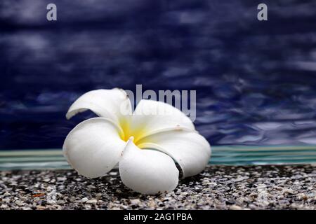 Plumeria flower sur le bord de la piscine près de l'eau bleue. Arrière-plan pour des vacances romantiques et maritime, concept de spa et détente Banque D'Images
