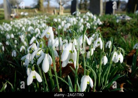 Perce-neige dans le cimetière de Saint Michel et tous les Anges, Barton Turf Banque D'Images