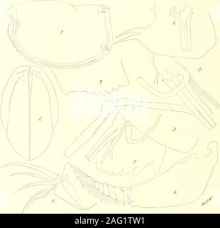 . Des études sur les ostracodes marins : pt. 1 Cypridinids halocyprids,, et polycopids. s situé un peu latéralement et est à peu près aussi longtemps que le anteriorside des première et deuxième endopodite articulations ; les trois autres, qui sont situés, somewhatmedially sont courtes, parfois même très court. La partie antérieure de l'secondjoint soies distales sont relativement plus long que dans mon figuier. 22 de C. symmetrica. Maxillaire supérieur : - Endopodite : Première : Un ou plusieurs des soies sur le anterioredge de ce joint sont meublées au milieu avec soies secondaires plutôt long, et similarbristles sont als Banque D'Images