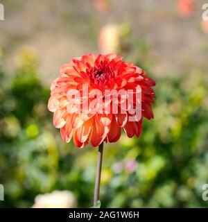 Dahlia sur fond de fleurs. Se concentrer sur une fleur. Profondeur de champ Banque D'Images