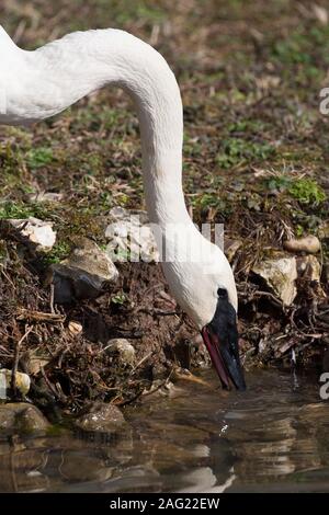 Le Cygne, Cygnus buccinator, seul adulte de boire. En captivité. Prises de mars. Arundel, West Sussex, UK. Banque D'Images