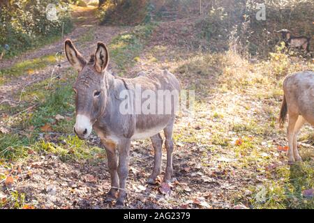 Mignon et tranquille de l'âne gris portrait sur un paysage forestier rural Banque D'Images