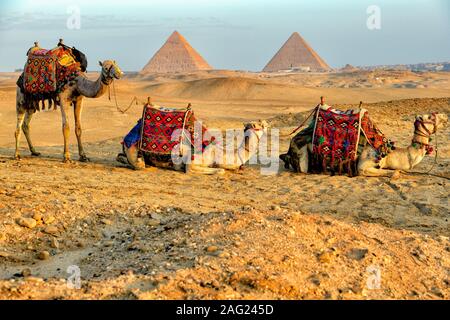 Les chameaux se reposant dans le désert avec les trois grandes pyramides de Gizeh à l'arrière-plan contre un ciel bleu voilé au lever du soleil Banque D'Images