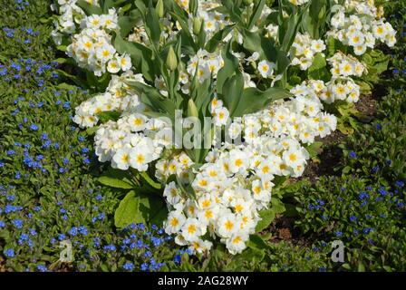 Lit de fleurs au printemps, la plantation officielle avec les primevères, tulipes et Myosotis Banque D'Images