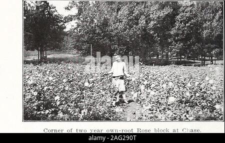 . Liste des prix de gros : l'automne et le printemps, 1915-1916. . Domaine de deux ans connng troène de Californie photographié .ug. 25 mai. 30 CHASE COMPANYS PÉPINIÈRE. Roses de qualité n° 1. Hybi Perpetuals-id et grimpeurs, classé 24 à30 centimètres de bois. Thés, les thés hybrides, 15 à 24 pouces, donne-ing d'Iiabit de growtli. Toutes les plantes, trapu avec trois ou morecanes. Catégorie n° 2. Les Perpetuals hybrides et les grimpeurs, ISto 24 pouces de bois ; Tisanes et thés hybrides, 10 à 18 pouces,selon l'habitude de croissance. Deux à l'arrière sur propres racines, sauf indication contraire. N° 1 n° 2par 100 par 100 American Beauty 10 $ 00 $ 10 pilier américain Banque D'Images