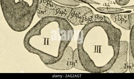 . Le journal américain de l'anatomie. &^ ^^^^ J. Ni l'ILC. Banque D'Images