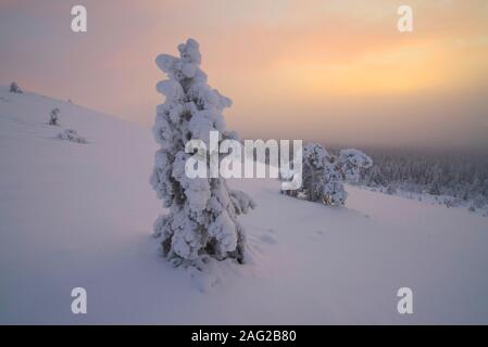 Scène hiver À Pallastunturi, Parc National de Pallas-Yllästunturi (Pallas-Yllästunturin kansallispuisto), Muonio, Finlande Banque D'Images