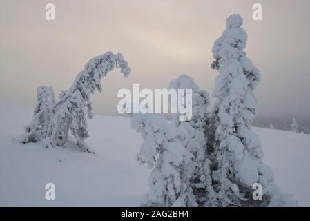 Scène hiver À Pallastunturi, Parc National de Pallas-Yllästunturi (Pallas-Yllästunturin kansallispuisto), Muonio, Finlande Banque D'Images