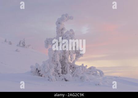 Scène hiver À Pallastunturi, Parc National de Pallas-Yllästunturi (Pallas-Yllästunturin kansallispuisto), Muonio, Finlande Banque D'Images