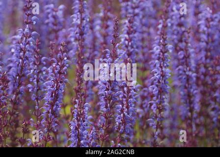 Salvia nemorosa, aussi connu comme la sauge ou balkanique, Clary Banque D'Images
