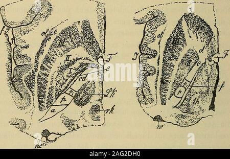 . Lehrbuch der Gewebelehre vorzugsweiser ; mit Berücksichtigung des menschlichen Körpers. sszu Grosshirnstammes erlangen, Untersuchung des une Horizontalschnitten. Bei einer Reihe von Untersuchung durch den Grosshirnstammgelegten Horizontalschnitten muss man sich halten gegenwärtig, dassdie drei Glieder des Linsenkernes nur in den unteren Schnitten sämmtlichvorhanden sind. Weiter oben verschwindet zunächst das erste, innerste,dann Das zweite Glied, de sorte que dans la région de den obersten Horizontalschnitten Horizontalschnitte 282 sich durch den Grosshirnstainm. mir das dritte, äussere Glied allein nachweisen lä Banque D'Images