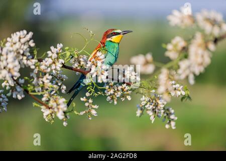 Oiseau du Paradis se trouve entre les arbres en fleurs de printemps Banque D'Images