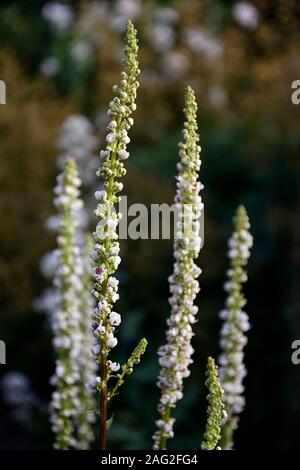 Verbascum chaixii alba,,pointes de fleurs blanches,spires,mullein,mulleins,fleur blanche,fleurs,fleurs,fleurs,fleurs,plantes vivaces,RM Floral Banque D'Images