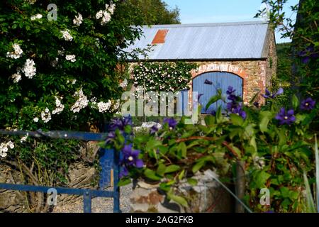 Pierre de Ronsard,Rosa Rosa rosa rambling rector,Eden,rose,roses,Clematis Integrifolia × durandii,rose,Groupe,fleurs blanches fleurs bleu indigo,floweri Banque D'Images