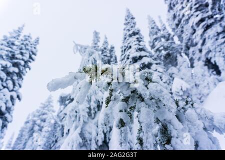 Libre de aiguilles de pin vert visible à travers la neige, avec une forêt de pins enneigés en arrière-plan. Banque D'Images