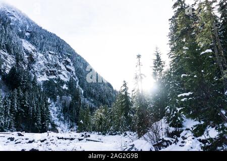 Après-midi, soleil qui brille à travers les pins dans une forêt de montagne couverte de neige. Banque D'Images