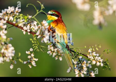 Bel oiseau sauvage se trouve sur un arbre robinier à fleurs Banque D'Images