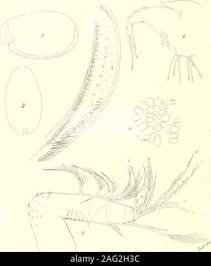 . Des études sur les ostracodes marins : pt. 1 Cypridinids halocyprids,, et polycopids tshorter. que la longueur totale de la troisième à la sixième articulations ; il est fourni avec 7 sensorialfilaments. Joint d'extrémité^ a sept soies, la soie de d-est développé, contrairement à la plupart des speciesill ce genre. Un^-claw est nettement plus long que le bord antérieur des deux ne.xt et distaljoints est lisse. La f-a en soies sensorielles cinq filaments. La c- et g-sixsensorial ont soies filaments. Le d-bristle est dans la plupart des cas, beaucoup plus courte et plutôt considerablymore mince que l'e-bristle Banque D'Images