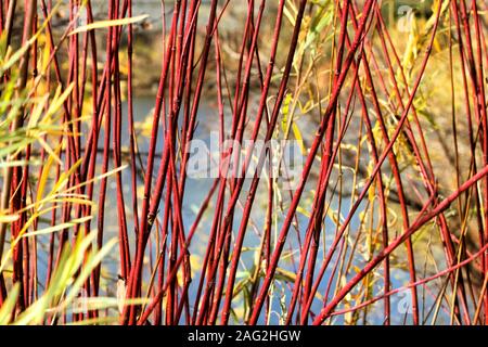 Rameaux de cornouiller rouge arbustes croître chez les jeunes willow sur le bord de l'étang de Paul à Denver's Redstone Park. Banque D'Images