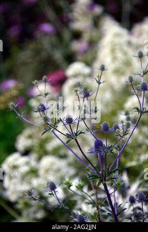 Eryngium planum Blaukappe,mer,holly mer hollies fleur bleu,bleu,fleurs,fleurs,Fleurs RM Banque D'Images