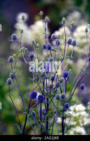 Eryngium planum Blaukappe,mer,holly mer hollies fleur bleu,bleu,fleurs,fleurs,Fleurs RM Banque D'Images