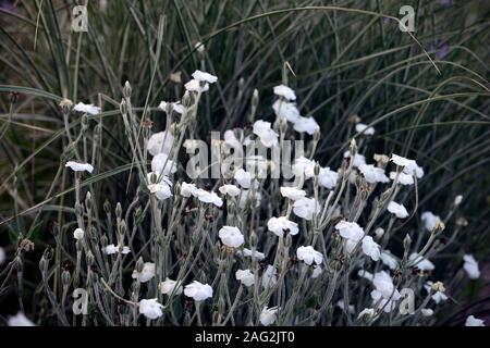 Lychnis coronaria Alba,blanc fleur rose campion,fleurs,plantes vivaces,jardin,Fleurs,RM Banque D'Images