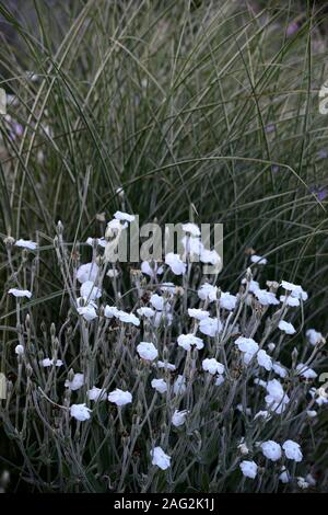 Lychnis coronaria Alba,blanc fleur rose campion,fleurs,plantes vivaces,jardin,Fleurs,RM Banque D'Images