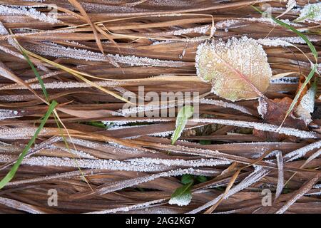 Les feuilles sèches de la gelée iris sur le terrain à la fin de l'automne Banque D'Images