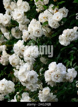 Rosa sander's white,rose,blanc de Sander fleurs blanches,pergola,pergolas, rambler,randonnée,escalade,fleurs,fleurs,grimpeur,parfumé,RM,parfumée Floral Banque D'Images