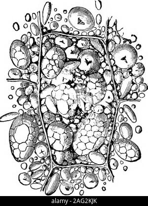 . Les leçons de l'objet d'histoire naturelle : un manuel pour les enseignants. Kg. 85.- L'amidon Eice. Fig. 86.-l'amidon de blé.. Banque D'Images