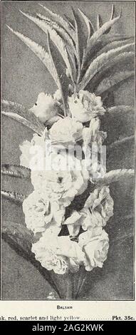 . Annuel 1913 de semences. t et les bégonias fibreux enracinée du genre offert cette undei- Begonia Rex tête est cultivé pour son feuillage ornemental très attrayant, tandis que les autres areamong la plus souhaitable pour plantes dans la maison, ou dans des endroits à l'extérieur en partie ombragée.Vernon (Semperflorens) atropnrpurea brillant, fleurs rouge riche, parfaitement la compensation par l'abondante, feuilles vert brillant, qui sont largement chat avec le bronze et violet. Hardy et florifère ; le meilleur de l'semperflorens chiss Pkt. 15c. Semperflorens alba. Une variété très utile, bien adaptée pour la culture en plein air ou de la chambre. Des plantes Banque D'Images