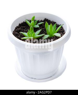 Photo de succulentes en pot blanc isolé sur fond blanc. Les cactus d'intérieur des plantes. Banque D'Images