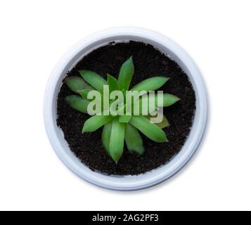 Photo de succulentes en pot blanc isolé sur fond blanc. Les cactus d'intérieur des plantes. Banque D'Images