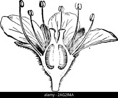 . Les leçons de l'objet d'histoire naturelle : un manuel pour les enseignants. Fig. 61.-pistil de cinq carpelles.. Banque D'Images